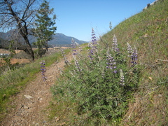 Lupinus albifrons