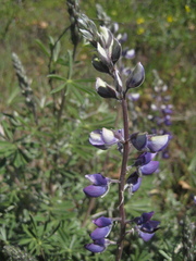 Lupinus albifrons