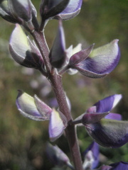 Lupinus albifrons