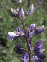 Lupinus albifrons