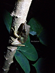 Chalcorana chalconota