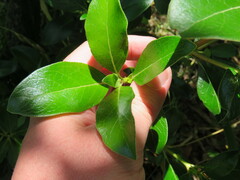 Coprosma robusta