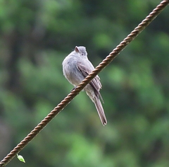 Contopus fumigatus