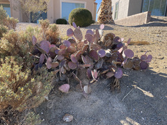 Opuntia azurea