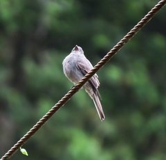 Contopus fumigatus