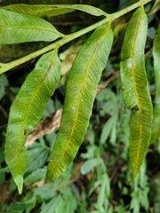 Asplenium formosae