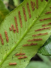 Asplenium formosae