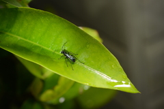 Pompiloidea