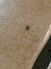 Spermophora senoculata