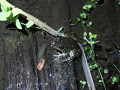 Limnonectes kuhlii
