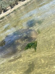 Trygonorrhina dumerilii