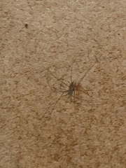 Spermophora senoculata