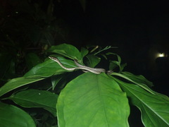 Oxybelis rutherfordi