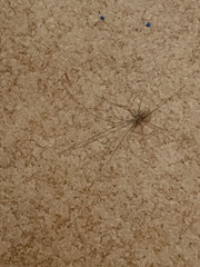 Spermophora senoculata