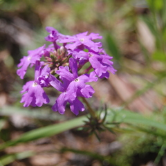 Verbena pulchella