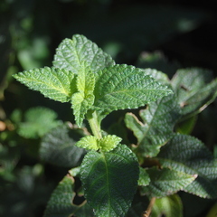 Lantana fucata