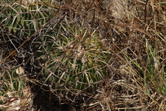 Echinofossulocactus