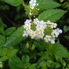 Lippia lippioides
