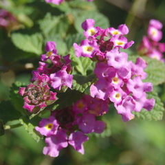 Lantana fucata