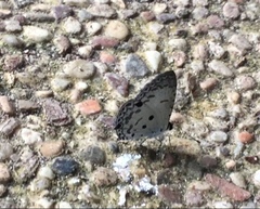 Megisba malaya sikkima