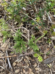 Austrolycopodium paniculatum