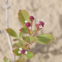 Phyla nodiflora minor