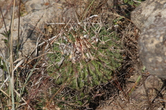 Echinofossulocactus