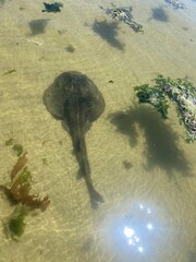 Trygonorrhina dumerilii