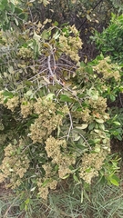 Laguncularia racemosa