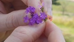 Verbena rigida
