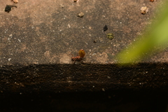 Acromyrmex octospinosus