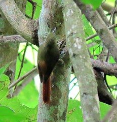 Sittasomus griseicapillus