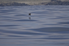 Pelecanoides garnotii