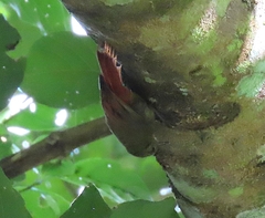 Sittasomus griseicapillus