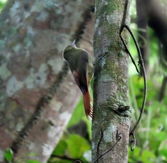 Sittasomus griseicapillus