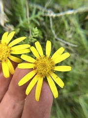 Senecio lyonii