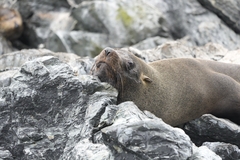 Arctocephalus australis