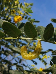 Phoebis philea