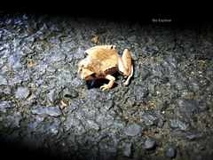 Microhyla achatina