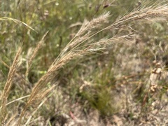 Dichelachne micrantha