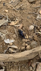 Elaphroptera nigripennis