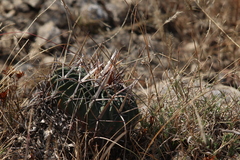 Echinofossulocactus crispatus
