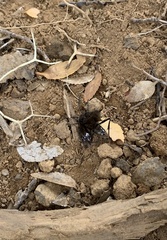 Elaphroptera nigripennis