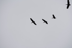 Theristicus melanopis