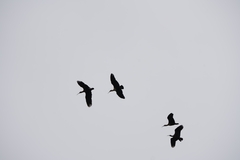 Theristicus melanopis