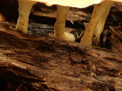 Mycorrhaphium adustum