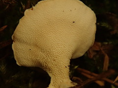 Mycorrhaphium adustum