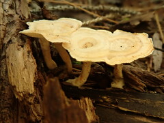 Mycorrhaphium adustum