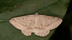 Isturgia penthearia