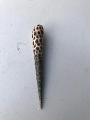 Terebra subulata